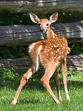 Fawn Looking Back_53897